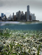 Destruction of coral reef ecosystem