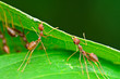 Photo: Oecophylla smaragdina (common names include Weaver Ant, Green An Oecophylla smaragdina (common names include Weaver Ant, Green An