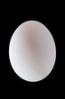 White duck egg with clipping path and black BG