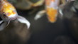 Fish in aquarium