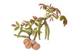 Flowers walnut, young leaves and fruits isolated on white
