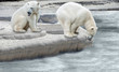 Polar bears