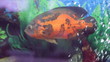 Fish in aquarium