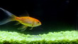 Goldfish on black background
