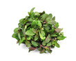 bunch fresh mint