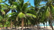 Coconut palm on the blue sky background