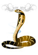Illustration: cobra art cobra art