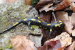 Feuersalamander im Nationalpark Kellerwald