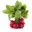Small garden radish with leaves