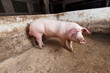 Young boar