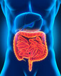 Intestinal Internal Organs