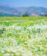 Daisy flowers field