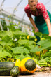 Photo: Female gardener in market garden or nursery Female gardener in market garden or nursery