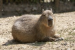 Capybara