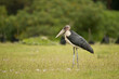 Marabou Stork