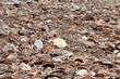 coquilles saint jacques