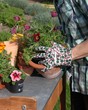 Foto: Gärtner beim Umpflanzen einer lila Blume Gärtner beim Umpflanzen einer lila Blume