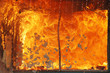 Fire Burn