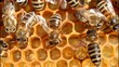 Work bees in the hive
