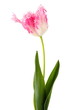 pink tulip isolated on white background