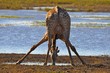 A longnecked thirst