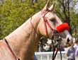 Portrait of horse