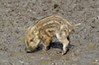Wildschweine Frischlinge