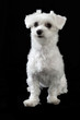 Maltese dog
