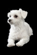 Maltese puppy