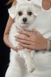 Maltese dog