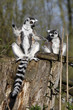 Katta-Familie