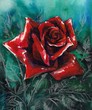 Illustration: Red rose watercolor painted Red rose watercolor painted