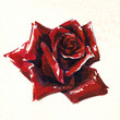 Illustration: Red rose watercolor painted Red rose watercolor painted