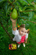 Fruit garden - lovely girl picking ripe pears