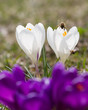 Bee and	spring flowers, springtime