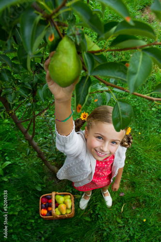 Photo: Fruit garden - lovely girl picking ripe pears Fruit garden - lovely girl picking ripe pears