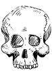 Human skull