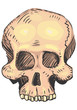 Human skull