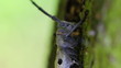 Long-horned beetle (Morimus funereus - Near Threatened Species)