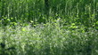Grass on a wood meadow ...