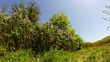 White blooming lilac bushes in the forest (w/fisheye)...