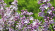 White blooming lilac bushes in the forest...