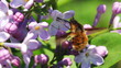 White blooming lilac bushes in the forest ( w / Macro )...