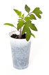 tomato seedling