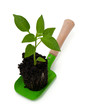 paprika seedling on garden shovel