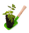 tomato seedling on garden shovel