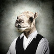 Portrait of a funny camel in a business suit