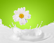 Image of milk splashes