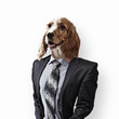 Funny portrait of a dog in a suit