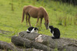 Tiere auf dem Bauernhof